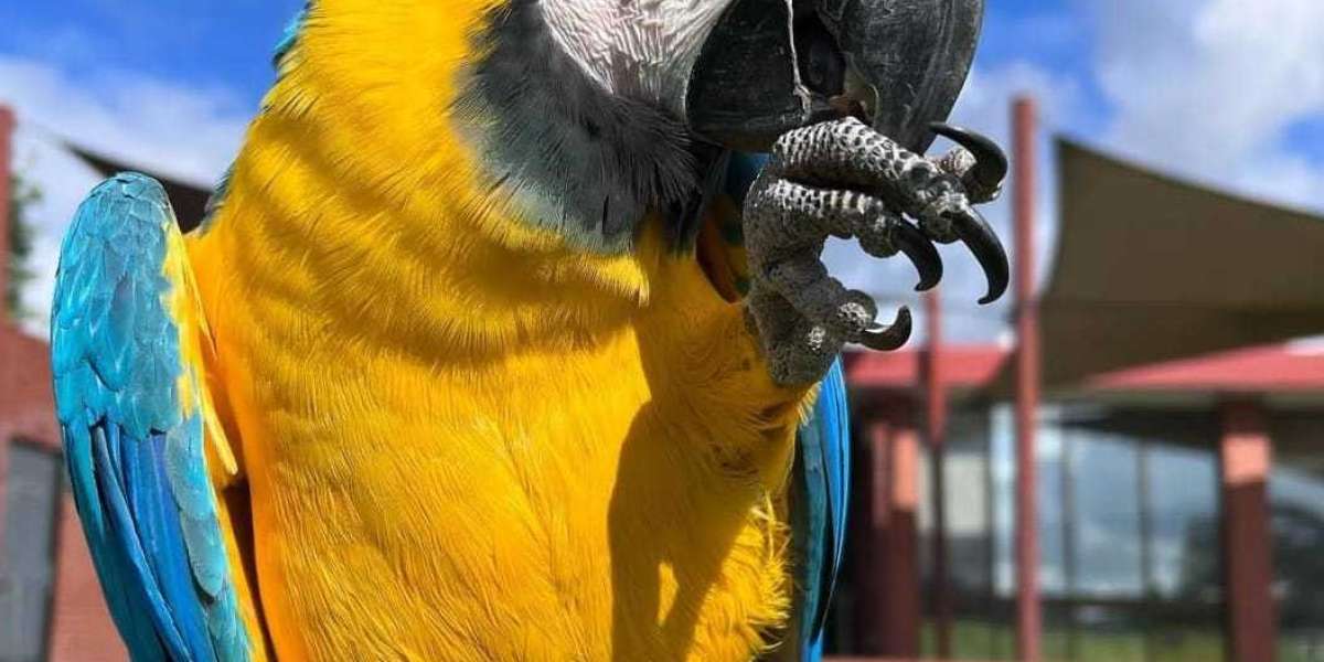 The 10 Most Terrifying Things About Tallula Indigo Park Mollie Macaw