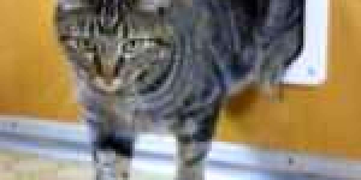 20 Trailblazers Are Leading The Way In Quick Cat Flap Installation
