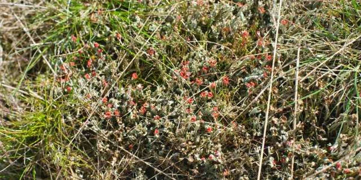 15 Best Online Casinos Australia 2025 Real Money Casino Sites