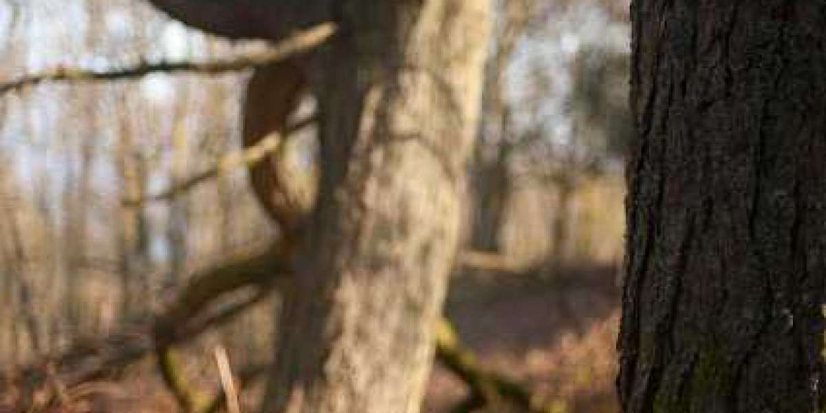 Best Online Casino Australia » AU Real Money Casinos 2025