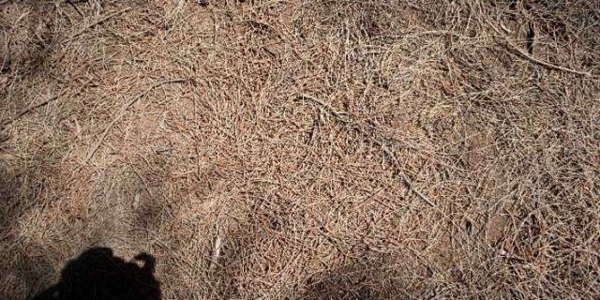 RocketPlay Casino : Register, Login and Verify casino account