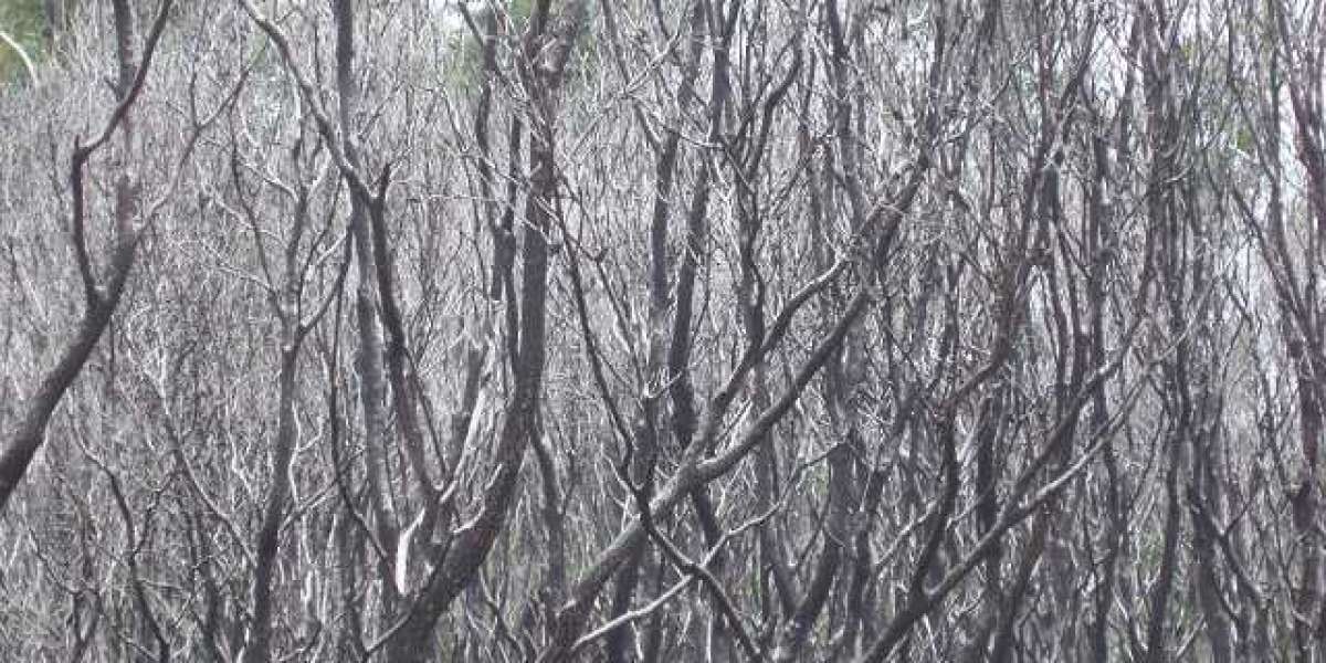 Star Entertainment Group Wikipedia